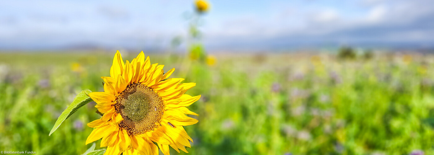 Sonnenblume im Feld